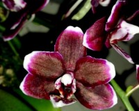 орхидея черная,орхидея мультифлора черный восковик купить,орхидеи прод