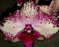 орхидеи продажа киев и украина, орхидеи купить недорого киев,орхидея м