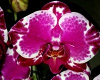 орхидеи купить недорого,орхидеи почтой,редкие орхидеи;