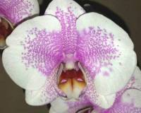 орхидеи продажа киев и украина, крупные орхидеи 10-12 см цветок купить