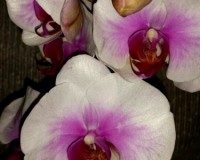 МАУНТИН орхидея,сортовые фаленопсисы, купить орхидеи в подарок недорог
