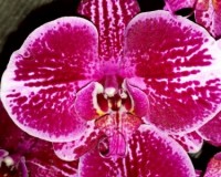крупные орхидеи купить недорого;