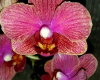 ФАЛЕОПСИС МИДИ МУЛЬТИФЛОРА купить киев и украина,редкие орхидеи киев;