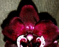 черная орхидея восковик купить, орхидеи продажа киев и украина почтой;