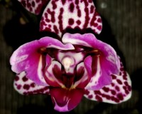 трилипс восковик орхидея, мультифлора кпить недорого киев и украина;