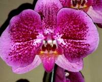 орхидеи продажа киев и украина, крупные орхидеи купить недорого;