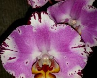 орхидеи продажа киев и украина,крупные орхидеи купить,орхидеи почтой;