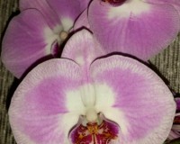 орхидеи КРУПНЫЕ продажа киев и украина,орхидеи почтой;