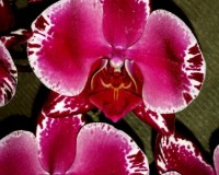 морозная вишня орхидея купить, орхидеи продажа киев и украина,орхидеи
