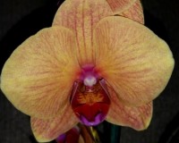 орхидеи продажа киев,орхидеи купить,оранжевая орхидея купить недорого;