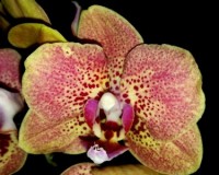 фаленопсис восковик купить недорого, орхидеи миди мультифлора купить;