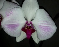 орхидеи,орхидеи киев,орхидеи купить,орхидея крупная, орхидея Фаленопси