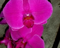 орхидеи крупноцветковые,фаленопсис темно-лиловый,орхидеи купить недоро