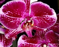 орхидеи уценка,орхидеи недорого, орхидеи дешевые почтой;