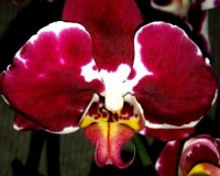дешевые орхидеи киев купить;