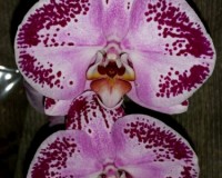 фаленопсис крупный каскад купить киев и украина, орхидеи почтой,редкие