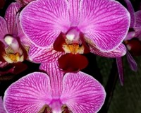миди мультифлора белая орхидея купить,орхидеи почтой;