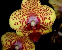 сортовые орхидеи купить киев и украина,орхидеи почтой;