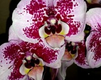 уценка орхидей киев купить4