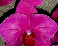 орхидеи купить, орхидеи продажа киев, орхидеи бабочки каскадные;