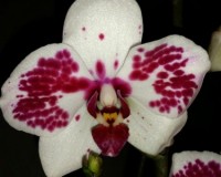 орхидеи дешевые киев купить,ОРХИДЕИ ПРОДАЖА, восковые орхидеи фаленопс