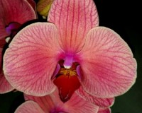 красная орхидея купить недорого, продажа орхидей киев и украина: