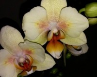 орхидеи продажа киев и украина, орхидеи купить недорого, орхидеи бабоч