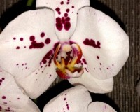 белая крупная орхидея купить недорого,орхидеи почтой, купить орхидею в