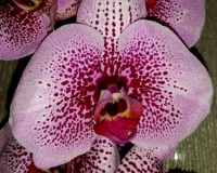 крупные орхидеи 10-12 см цветок купить, дешевые орхидеи киев купить;