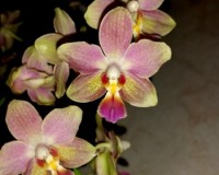 азиатские орхидеи,орхидеи азия,орхидеи ароматные ампельные;