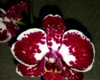 уценка орхидей, дешевые орхидеи киев купить;