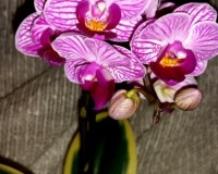 минифаленопсис,мини вариегатная орхидея купить, орхидеи купить недорог
