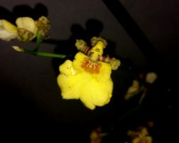 орхидеи купить недорого киев и украина,орхидеи продажа,ОНЦИДИУМорхидеи