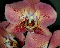 орхидеи продажа киев,орхидеи купить,фаленопсис леко фантастик,leco fan