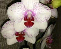 орхидеи продажа киев,орхидеи купить недорого,орхидея мультифлора,белая