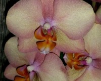 фаленопсис легато купить недорого, орхидеи дешевые киев купить;