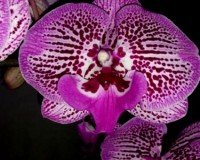 орхидея биг лип,мультифлора, орхидеи продажа,орхидеи купить;