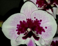 орхидеи продажа киев, биг лип фаленопсис купить недорого;
