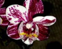 миниорхидеи,минифаленопсисы бабочки,восковые орхидеи,орхидея шоколад;