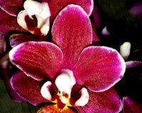 орхидеи восковые продажа киев,миди мультифлора черная,купить орхидею м