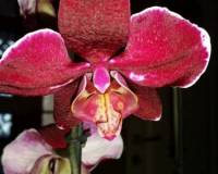 черная орхидея восковик купить,каскадная орхидея, орхидеи продажа киев
