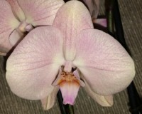 фаленопсис рим, купить орхидею для подарка недорого;