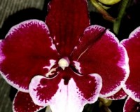 биг лип фаленопсис купить недорого, орхидея восковик миди мультфлора;