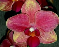красные орхидеи купить недорого;