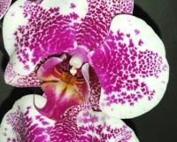 орхидеи продажа киев,орхидеи купить,ОРХИДЕИ КРУПНЫЕ,каскадные орхидеи;
