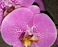 секси пинк фаленопсис, орхидеи продажа киев и украина;