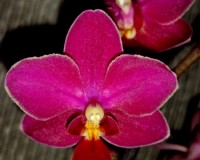 орхидея мультифлора купить недорого,орхидея мультифлора продажа,орхиде