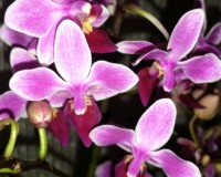 эквестрис орхидея сортовая,орхидея мультифлора купить недорого, орхиде