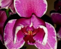 фаленопсис пилорик крупный купить, орхидеи продажа киев и украина;