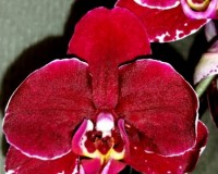 миди мультифлора черная орхидея восковик,орхидеи продажа киев;